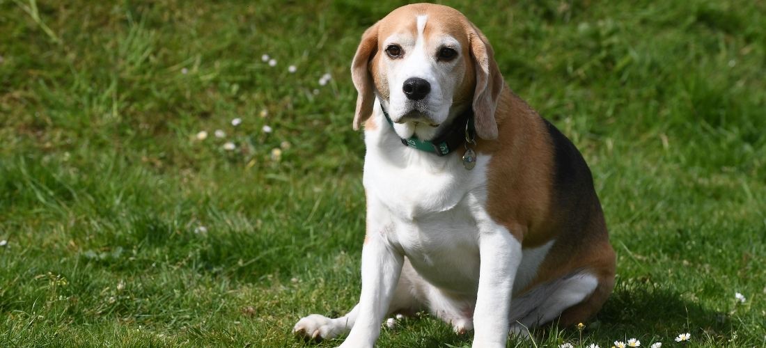 Luigi, a Beagle, sitting on grass