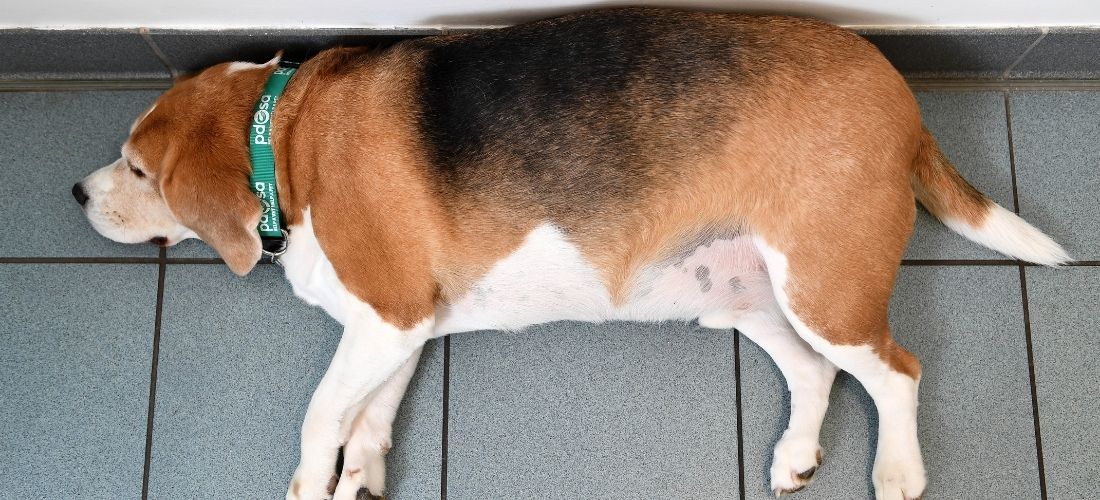 Image of Luigi lying on his side (before picture when he was overweight)
