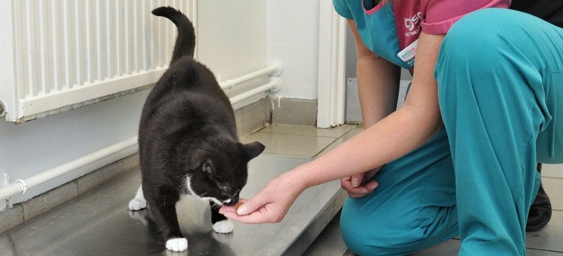 Vet feeding Pepsi-cola from her hand