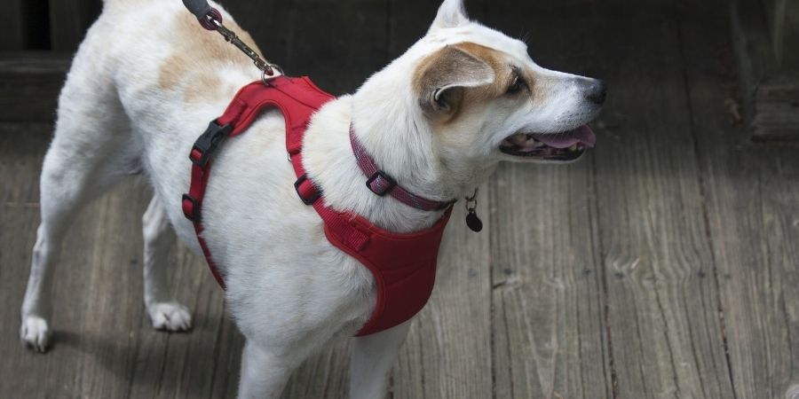 Dog in a red non-restrictive harness