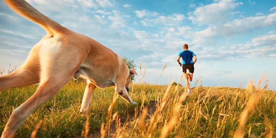 Dog and owner running together across a meadow