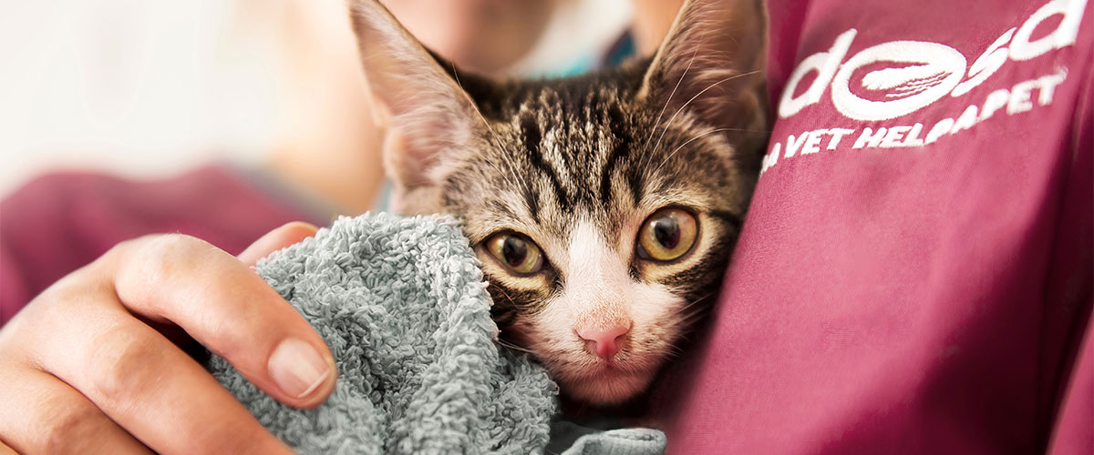 Cat swaddled in blanket, held by PDSA vets