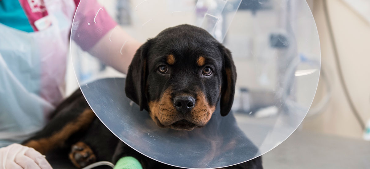 Dog in buster collar being treated by PDSA vet