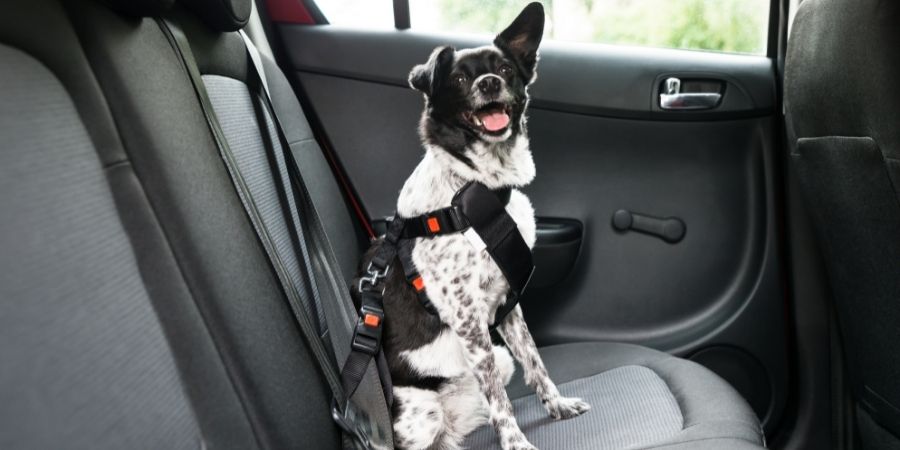 Black and white crossbreed secured in car seat with an appropriate harness