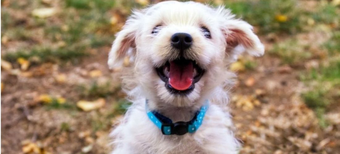 Happy cream puppy sitting in leaves outdoors