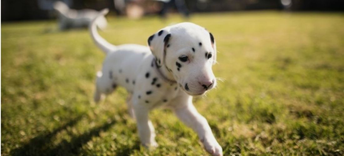 Collie puppy running in a garden