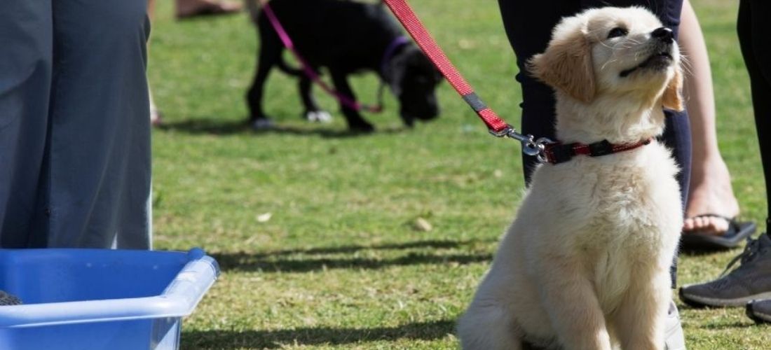 cream lab puppy on red lead in training class