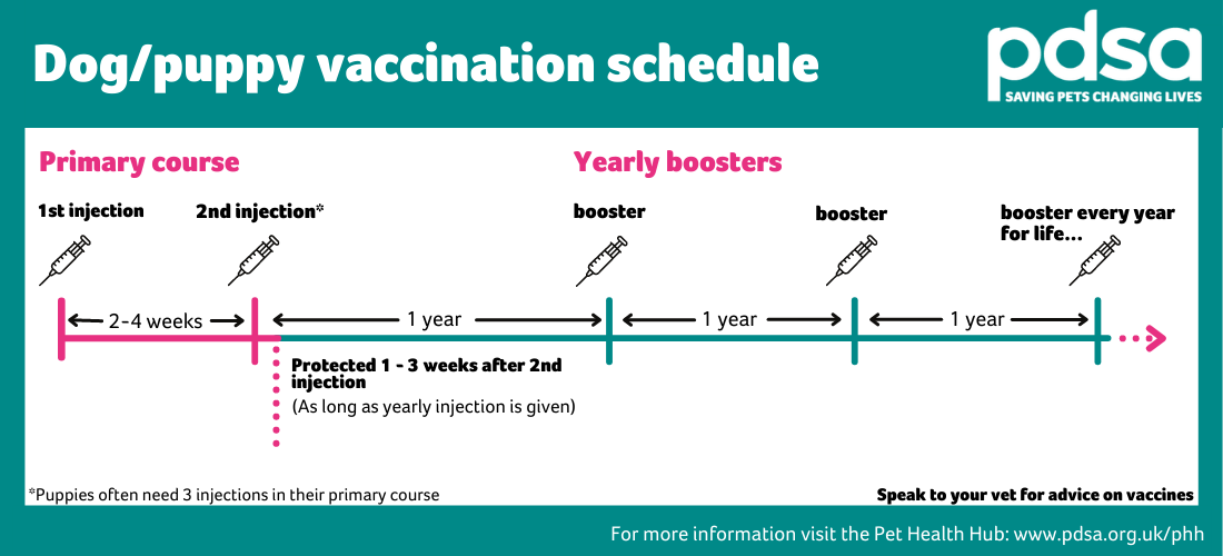 dog and puppy vaccination schedule timeline