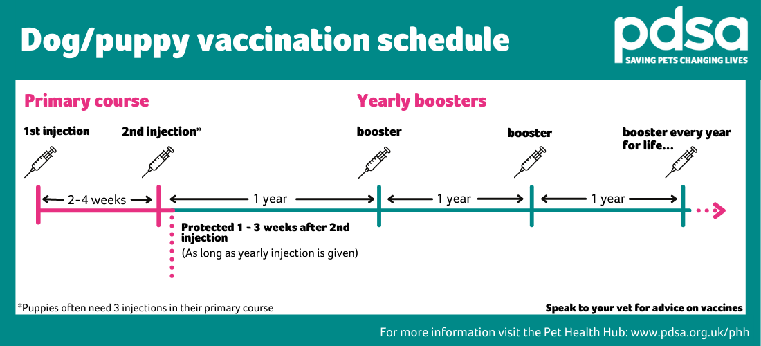 should dogs be vaccinated