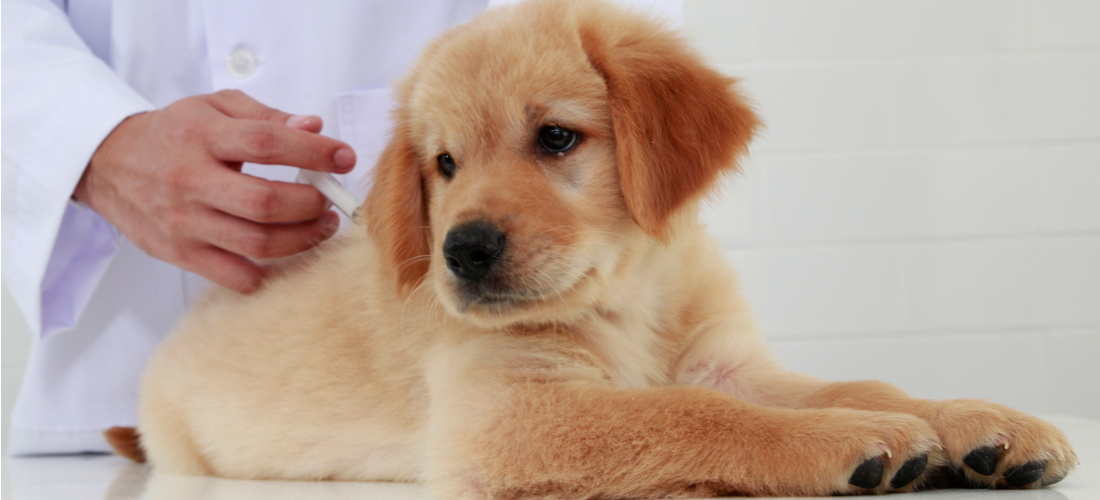 Vet giving golden lab puppy vaccination