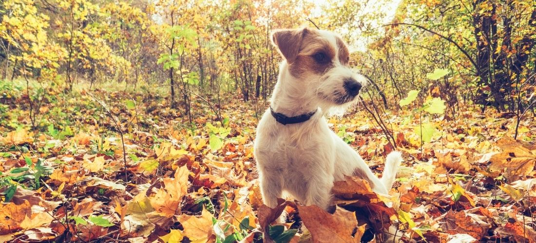 Jack Russell Terrier sitting in brown autumn leaves in a thin woodland