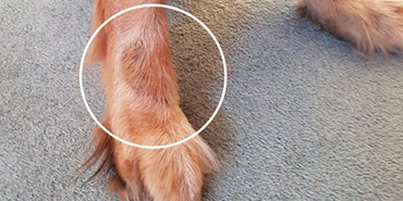 Dog saliva stain sales removal