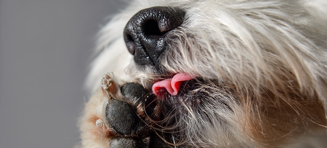 A close up photo of the nose and mouth of a dog with a skin allergy