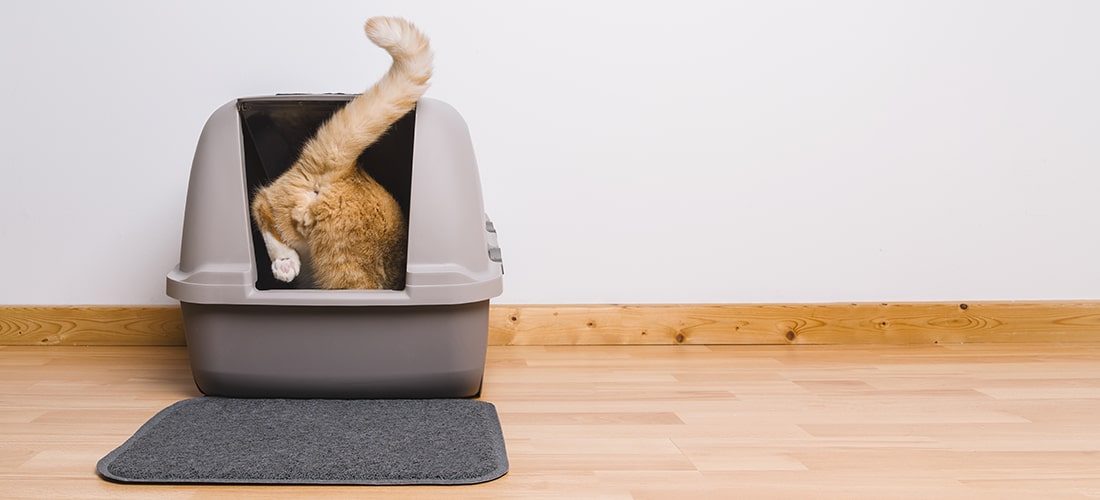 A photo of a cat stepping into a litter box