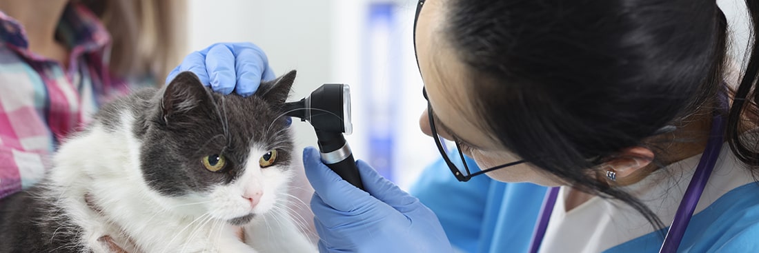 A photo of a cat having its ears examined by a vet