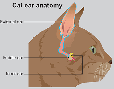 A labelled diagram depicting the anatomy of a cat's ear