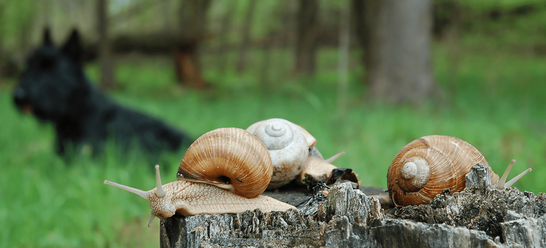 A phot of snails on a tree stump with a dog sitting in some grass in the distance