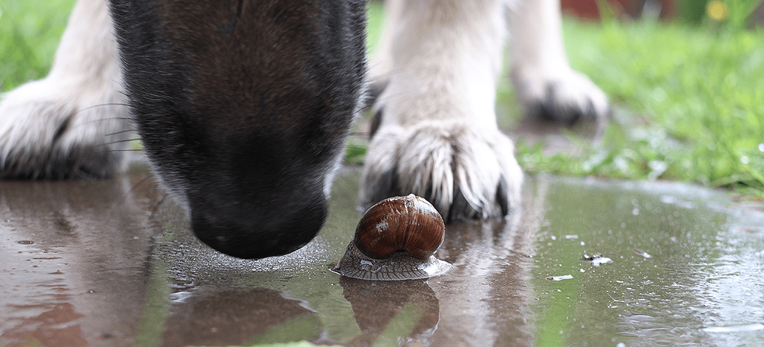 A photo of a dog sniffing a patch of damp ground near a snail