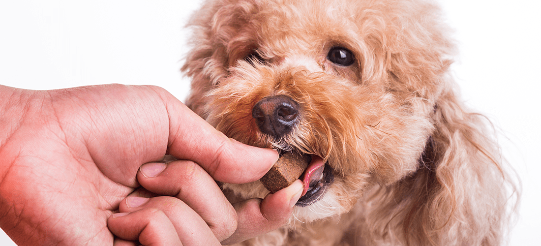 A photo of a dog being fed