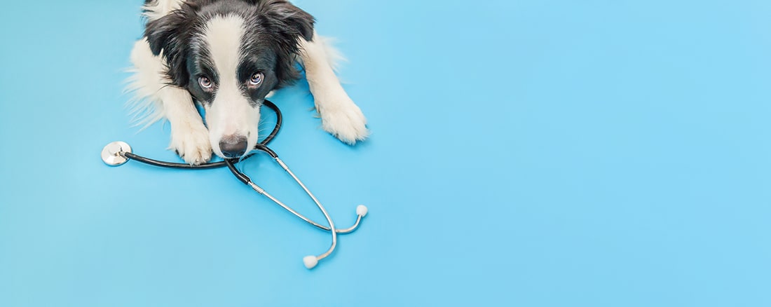 A photo of a dog with a stethoscope