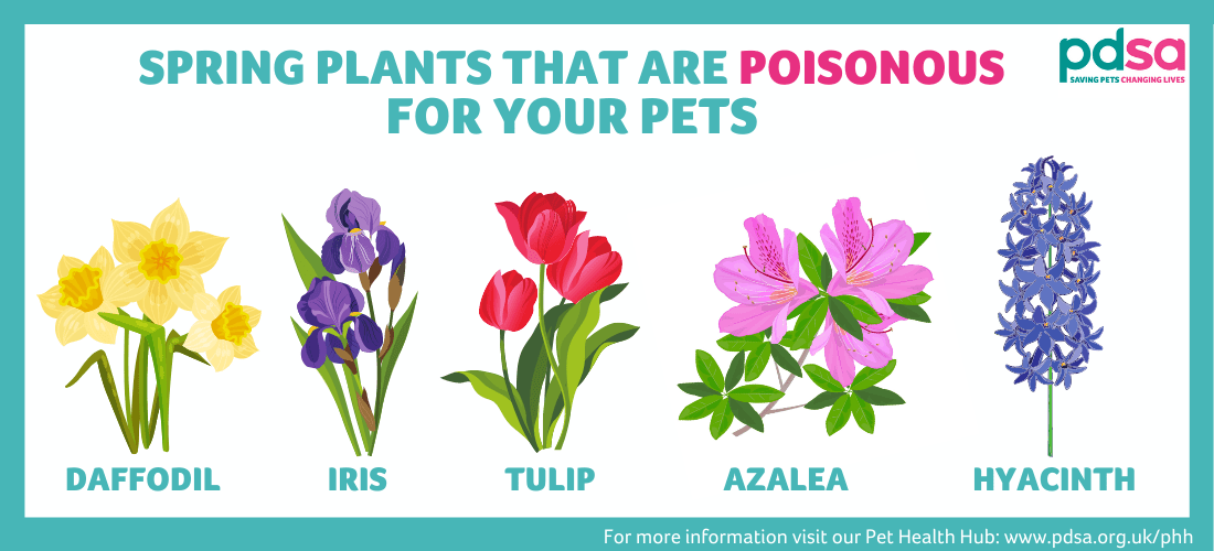 Poisonous plants - PDSA