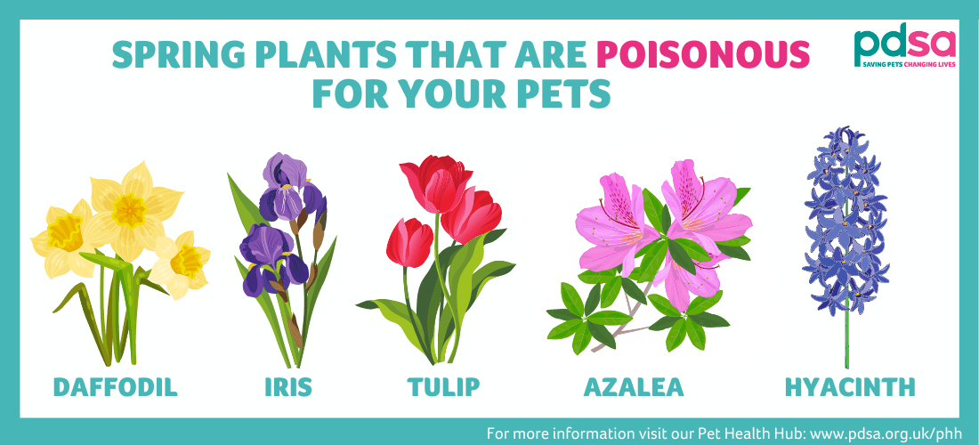 Poisonous plants - PDSA Poisonous plants - PDSA