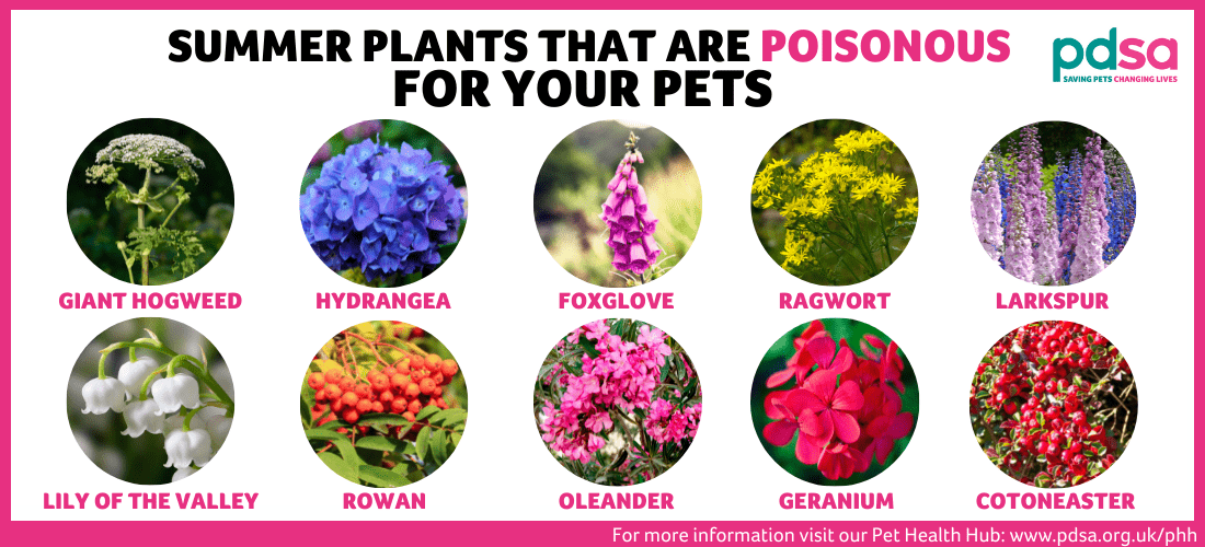 An image displaying summer plants that are poisonous to pets