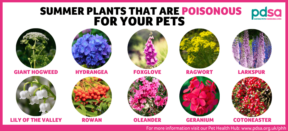 what weeds are poisonous to dogs