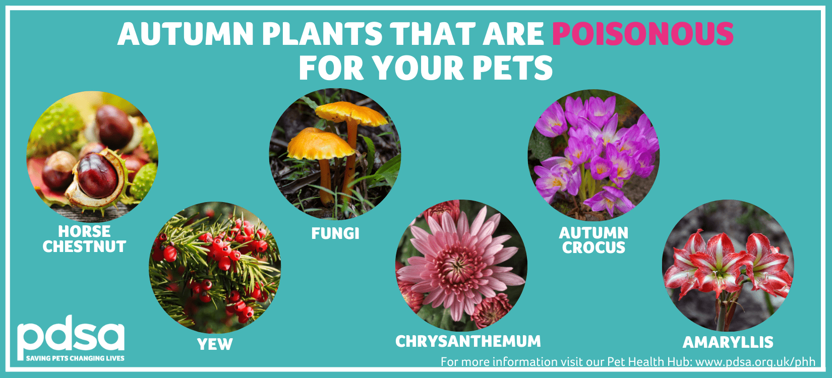 Poisonous plants - PDSA Poisonous plants - PDSA