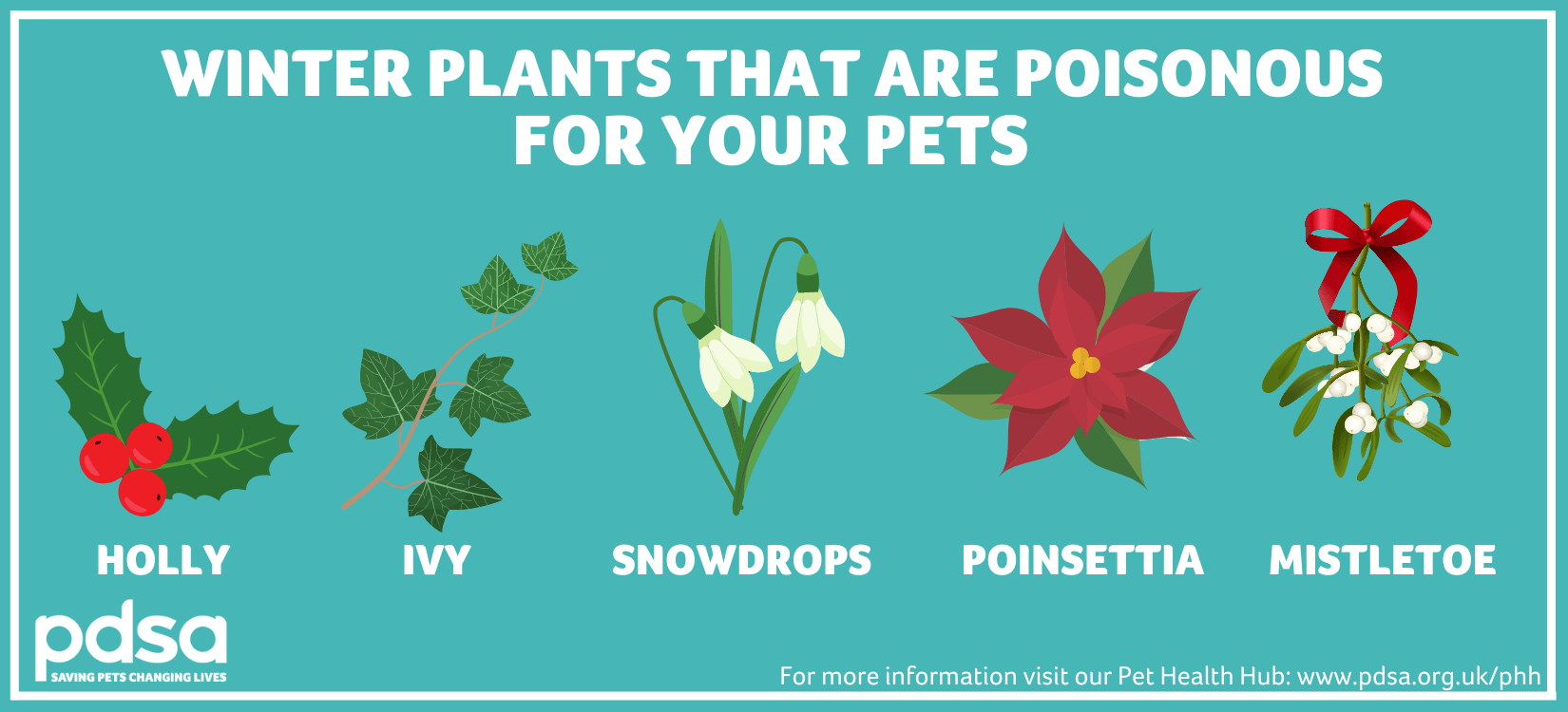 An image displaying winter plants that are poisonous to pets