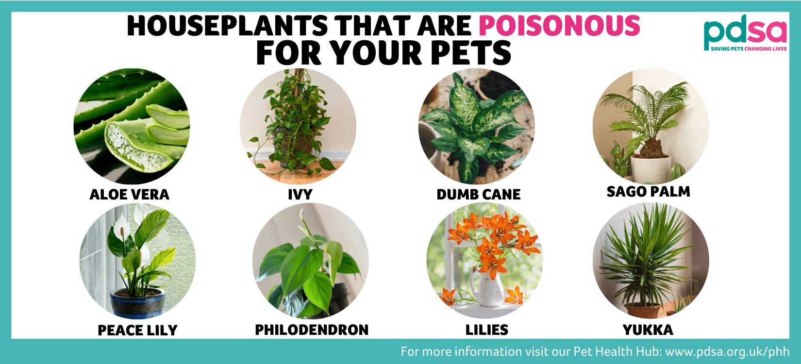An image displaying indoor plants that are poisonous to pets