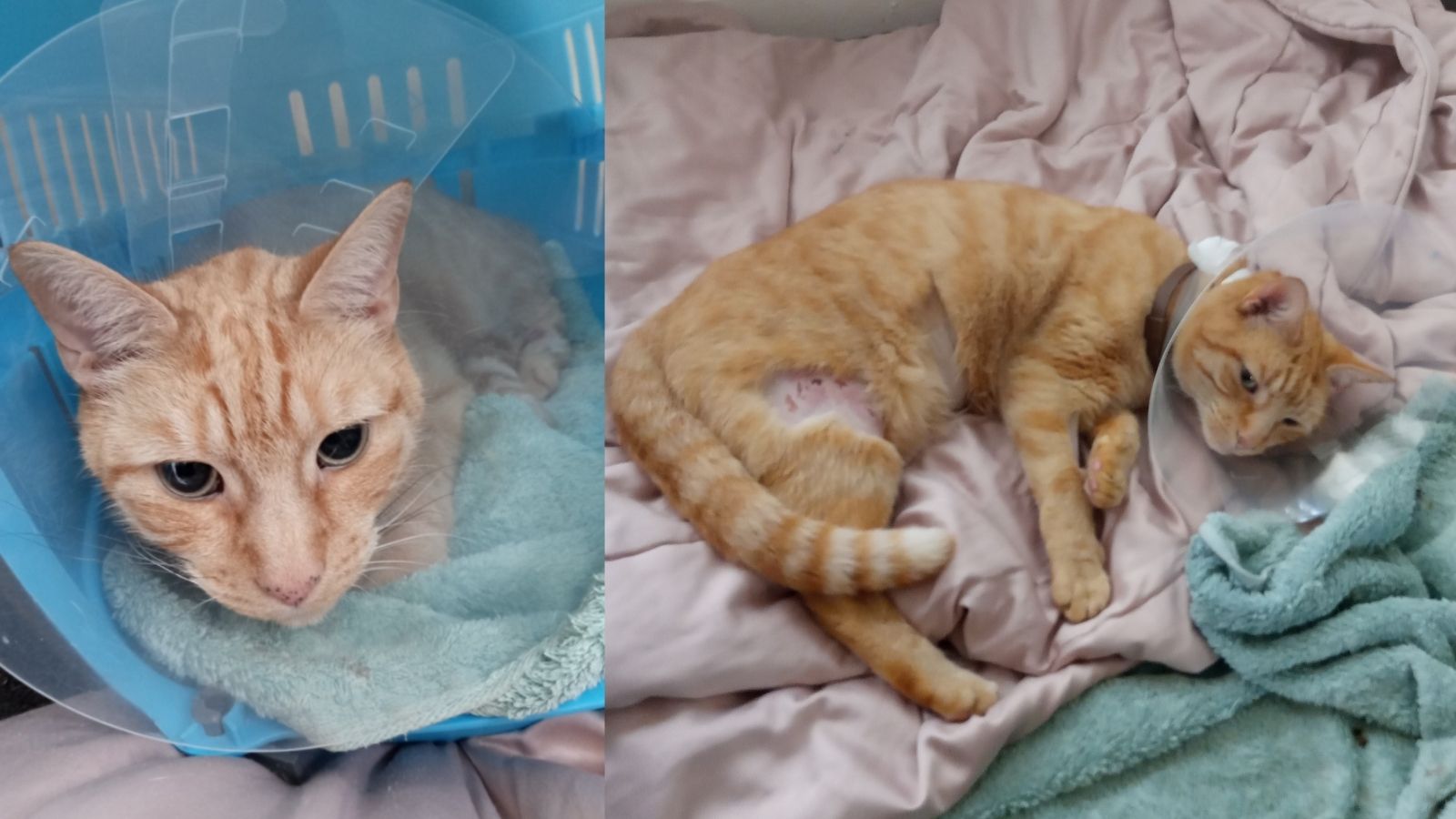 Ginger cat asleep in cat bed