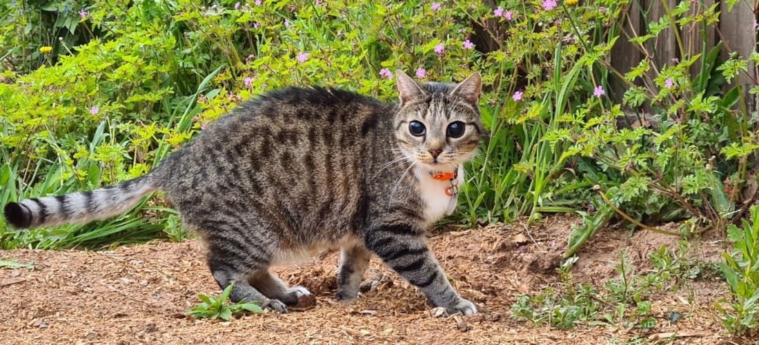 Hans outside before his surgery