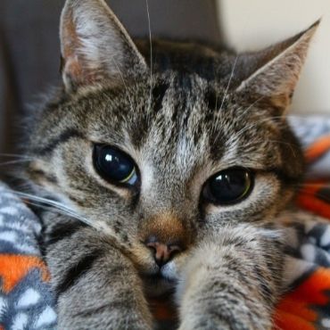 PDSA pet patient Hans lying on the bed