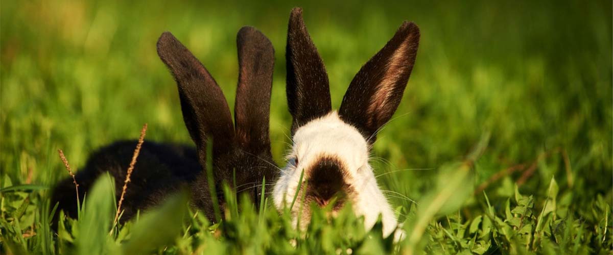 Two rabbits, one white, one black, sitting together on grass outside