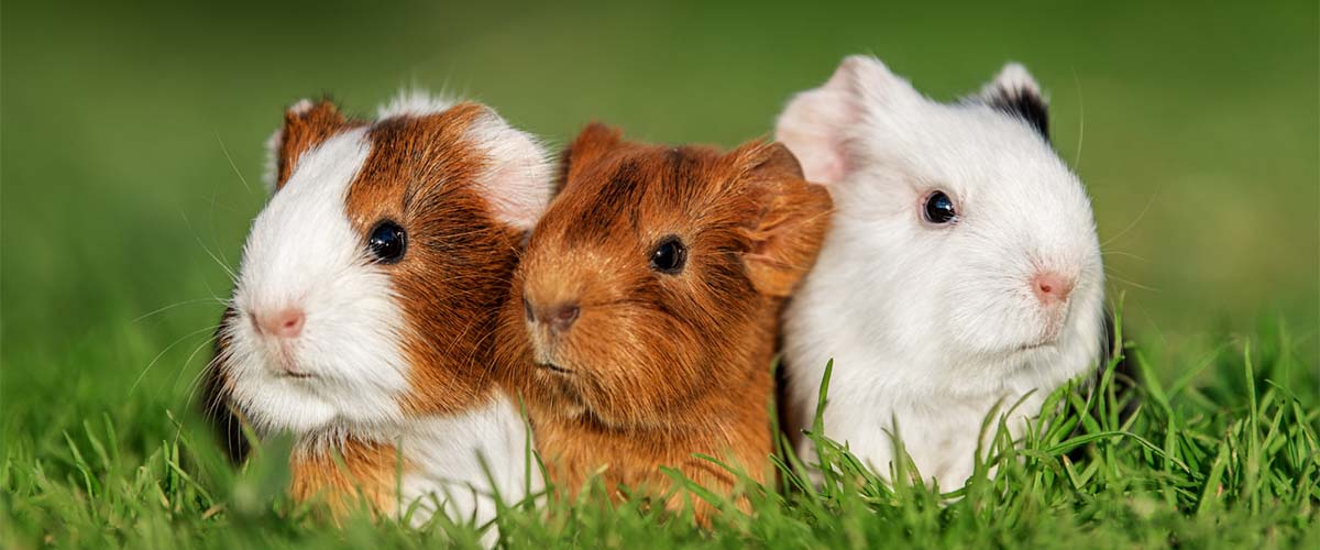 three guinea pigs sitting on grass outside