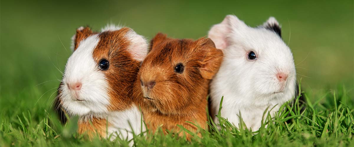 Hamster Health & Welfare Tips