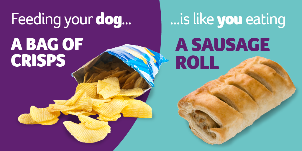 feeding your dog crisps infographic