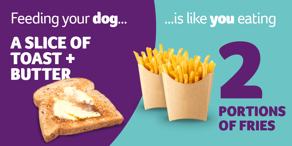 Feeding your dog toast infographic