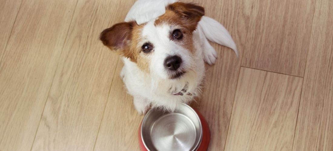 Jack Russell waiting by bowl