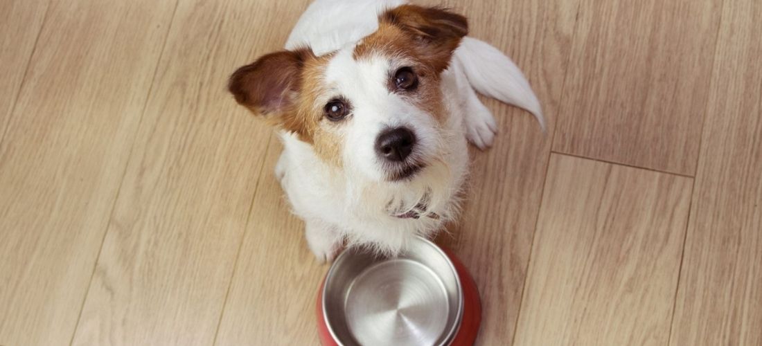 Jack Russell waiting by bowl