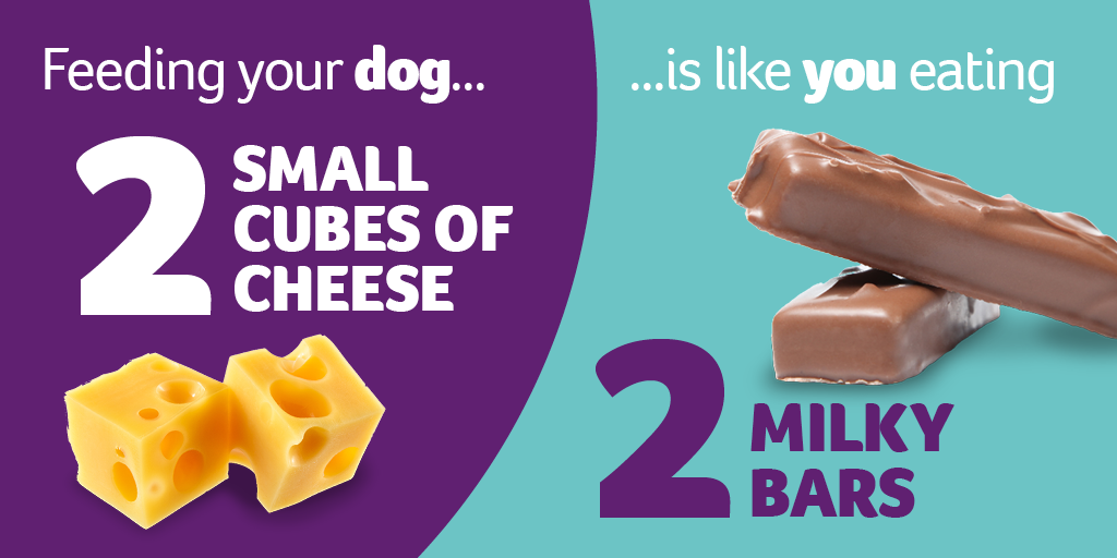 Feeding your dog cheese infographic