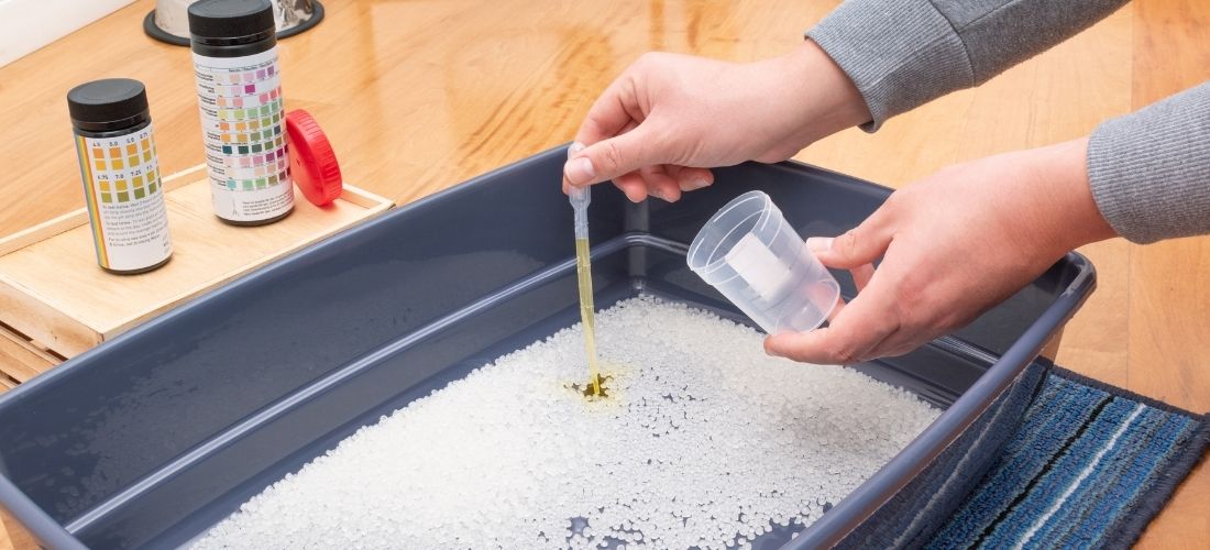 A photo of an owner collecting a cat urine sample from a litter tray