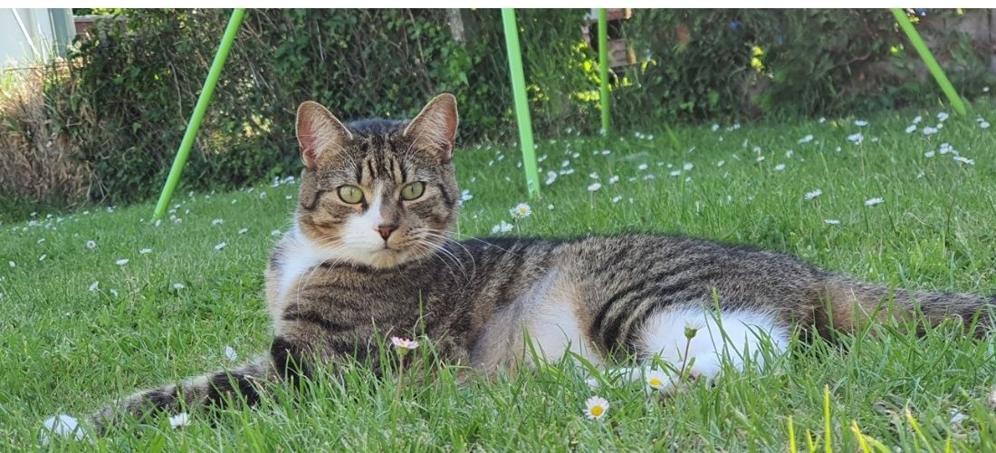 Image of Muta lying on grass