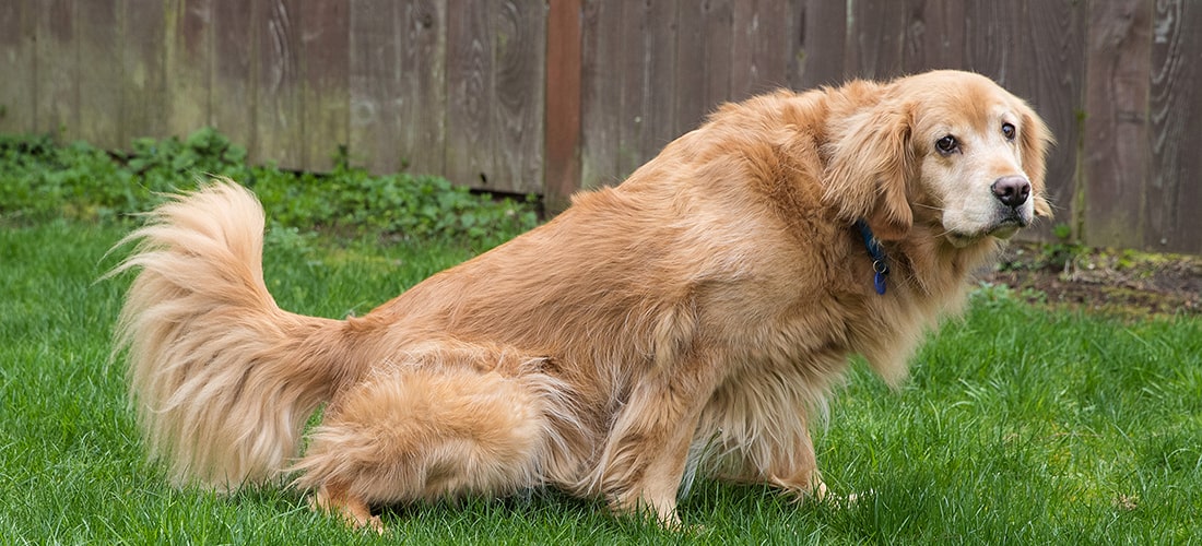 A photo of a dog about to urinate in a garden