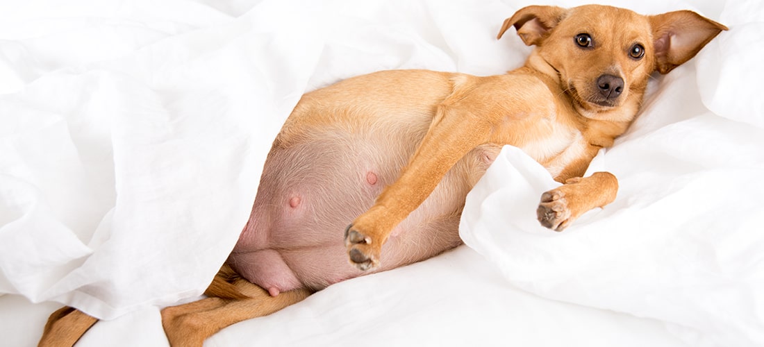 A photo of a pregnant dog resting in some bedsheets