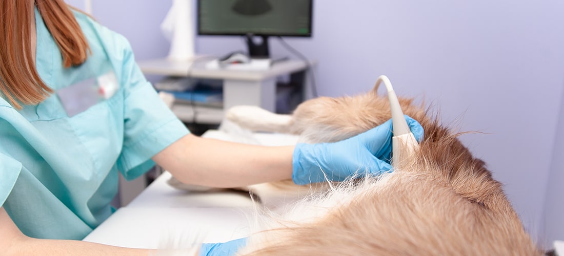 A photo of a pregnant dog receiving an ultrasound scan from a vet