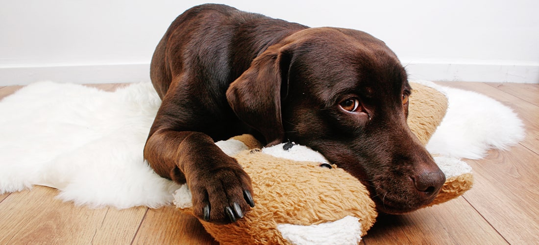 A photo of a chocolate Labrador lying down on a soft rug with a soft toy bear