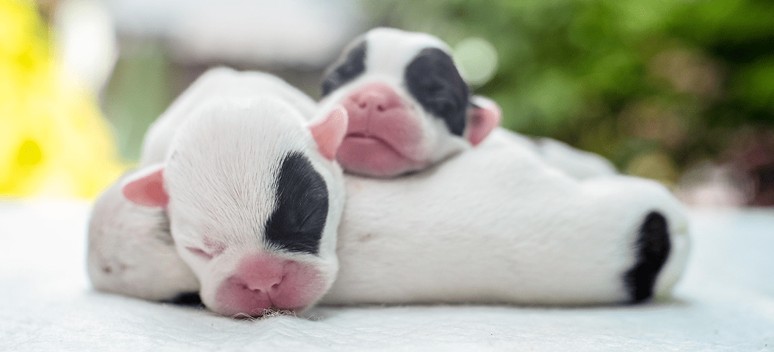 Photo of puppies sleeping curled up together