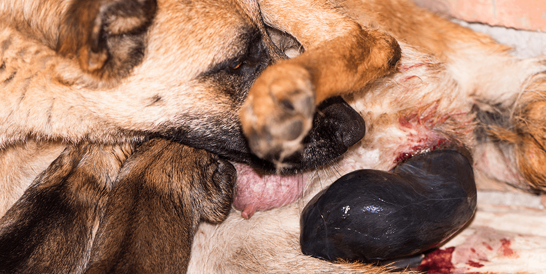 Whelping a guide to your dog giving birth PDSA